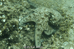 octopus vulgaris by Erdal Altın 